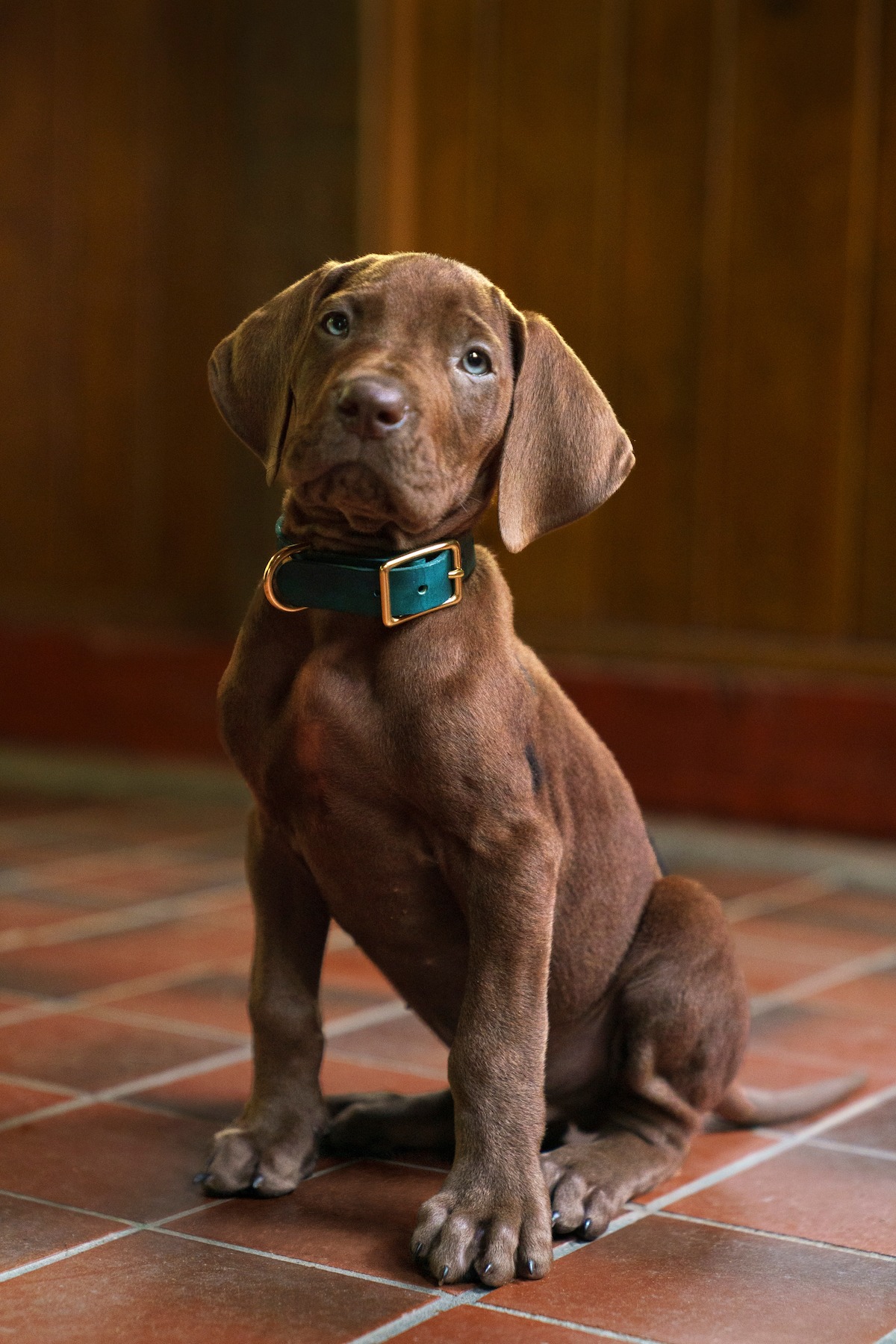 Brown puppy with green collar sitting on tiled floor indoors, wood-paneled walls in background, warm lighting.