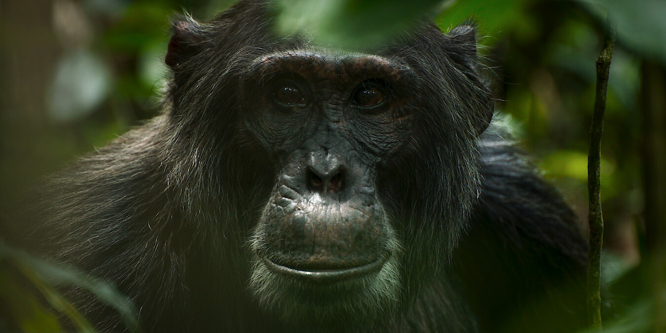 Jackson in Chimp Empire.