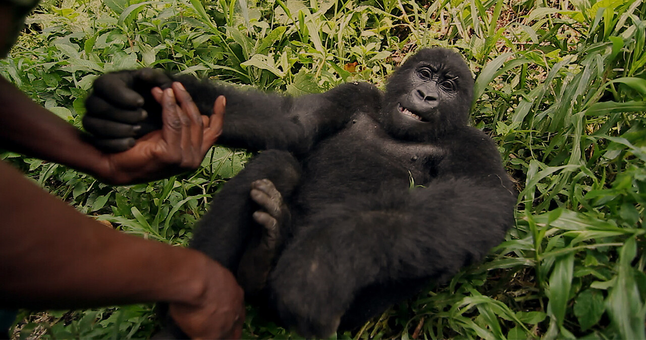 A gorilla lying in the grass